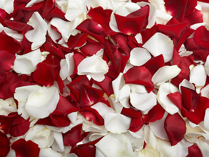 Red roses and white rose petals