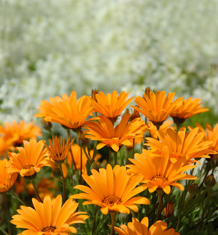 Orange daisy picture material