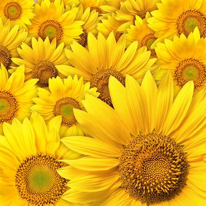 Sunflower background picture material