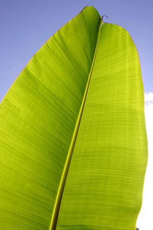 Leaf quality picture material-4