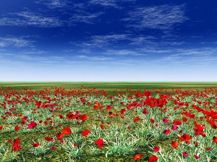 Red flowers on the grassland of the picture material