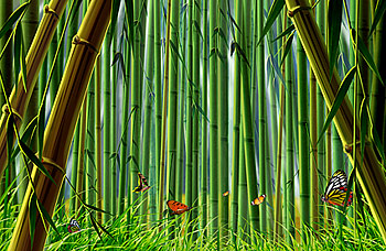 Bamboo and butterfly