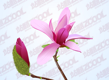 Pink Magnolia vector material