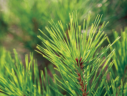 Pine leaves close-up picture material
