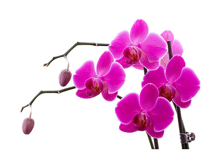 Orchid white picture material-9