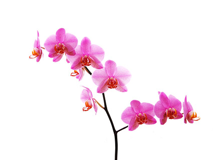 Orchid white picture material-7
