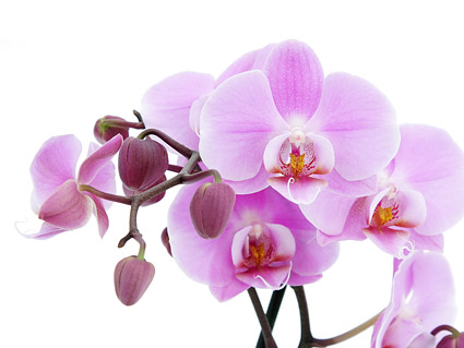 Orchid white picture material-2