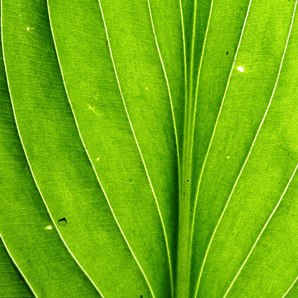 Green leaves, close-up picture background material