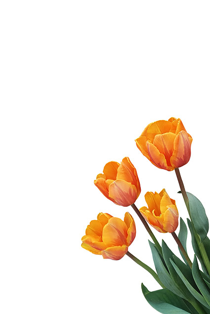 Orange tulip picture material