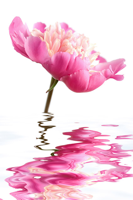 Pink flowers in the water picture material
