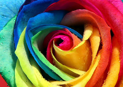 Rose color close-up picture material