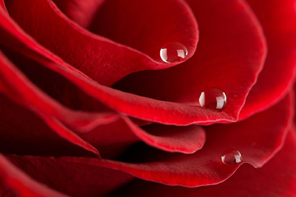 Big close-up picture of red roses material -5