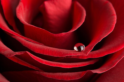Big close-up picture of red roses material -4