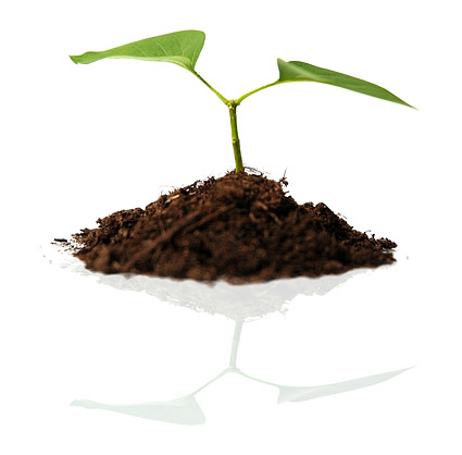 Soil and plant material picture