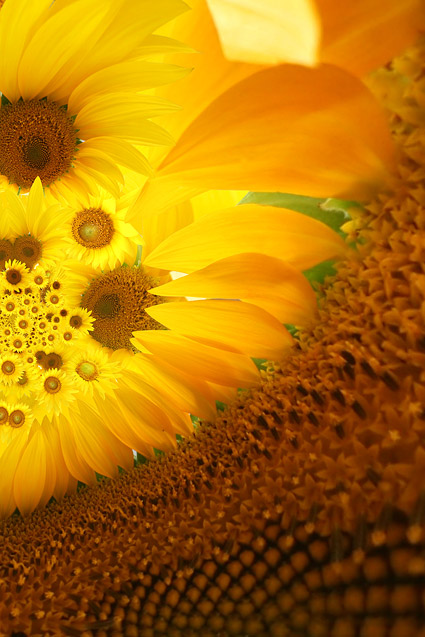 Sunflower picture background material-6
