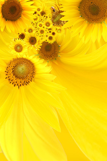 Sunflower picture background material-5
