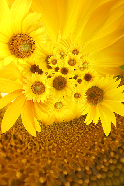 Sunflower picture background material-4