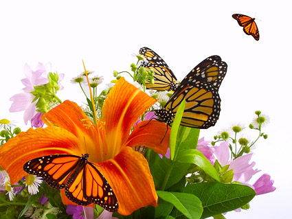 Butterfly and lily picture material