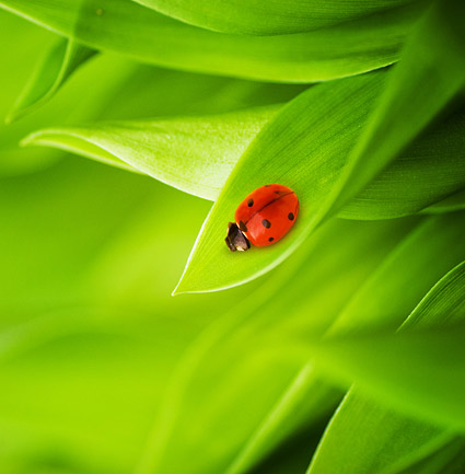 Floating plants and insects picture material-7