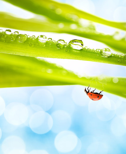 Floating plants and insects picture material-6
