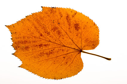 Photos of autumn leaves material
