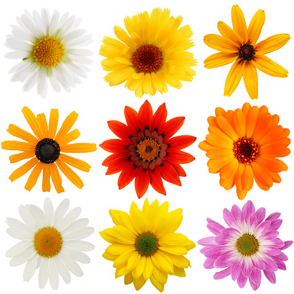 Colorful daisy picture material