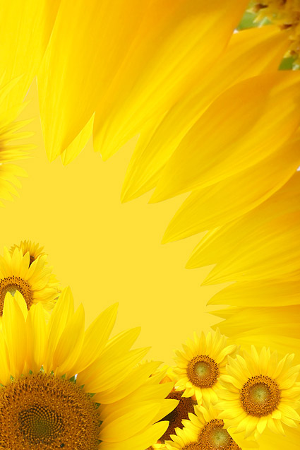 Sunflower picture background material-13