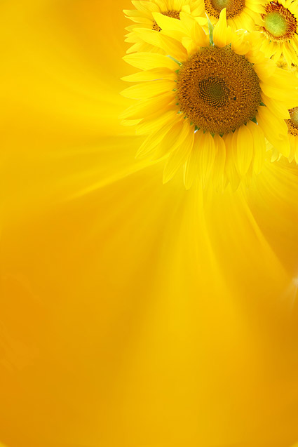 Sunflower picture background material-10