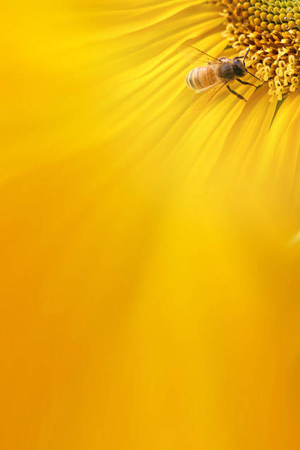 Sunflower picture background material-8