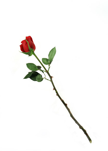 A red rose picture material
