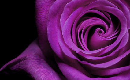 Purple roses close-up picture material