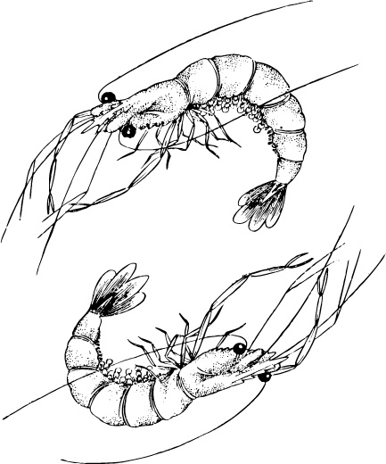 lobster Vector
