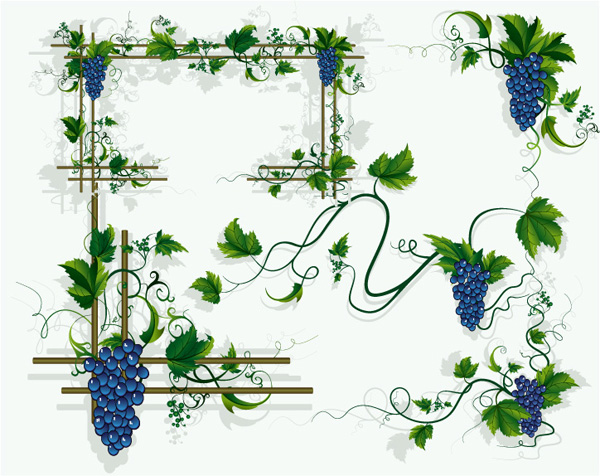 Grapes, grape vines, grape leaf border vector material