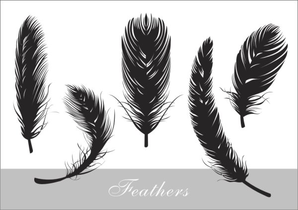 Realistic feather silhouette vector