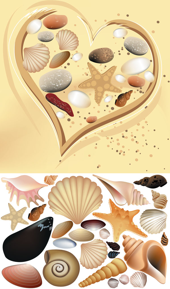 Vector Colorful Shell