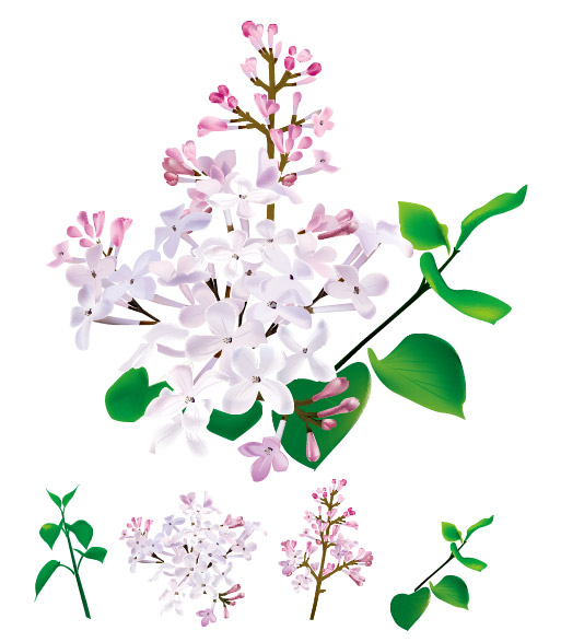 Chinese herbal medicine - Lilac original vector	